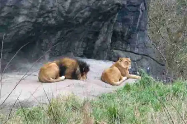OMG!! Imminent Danger At OAU Zoo, As Lions Go Hungry (Full Story)